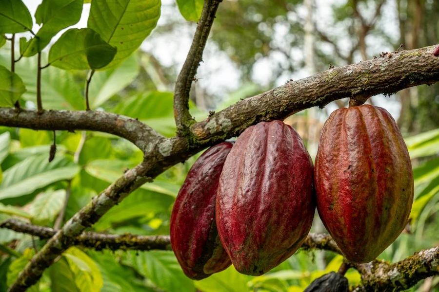 Wie man Schokolade herstellt – von der Bohne zur Praline.